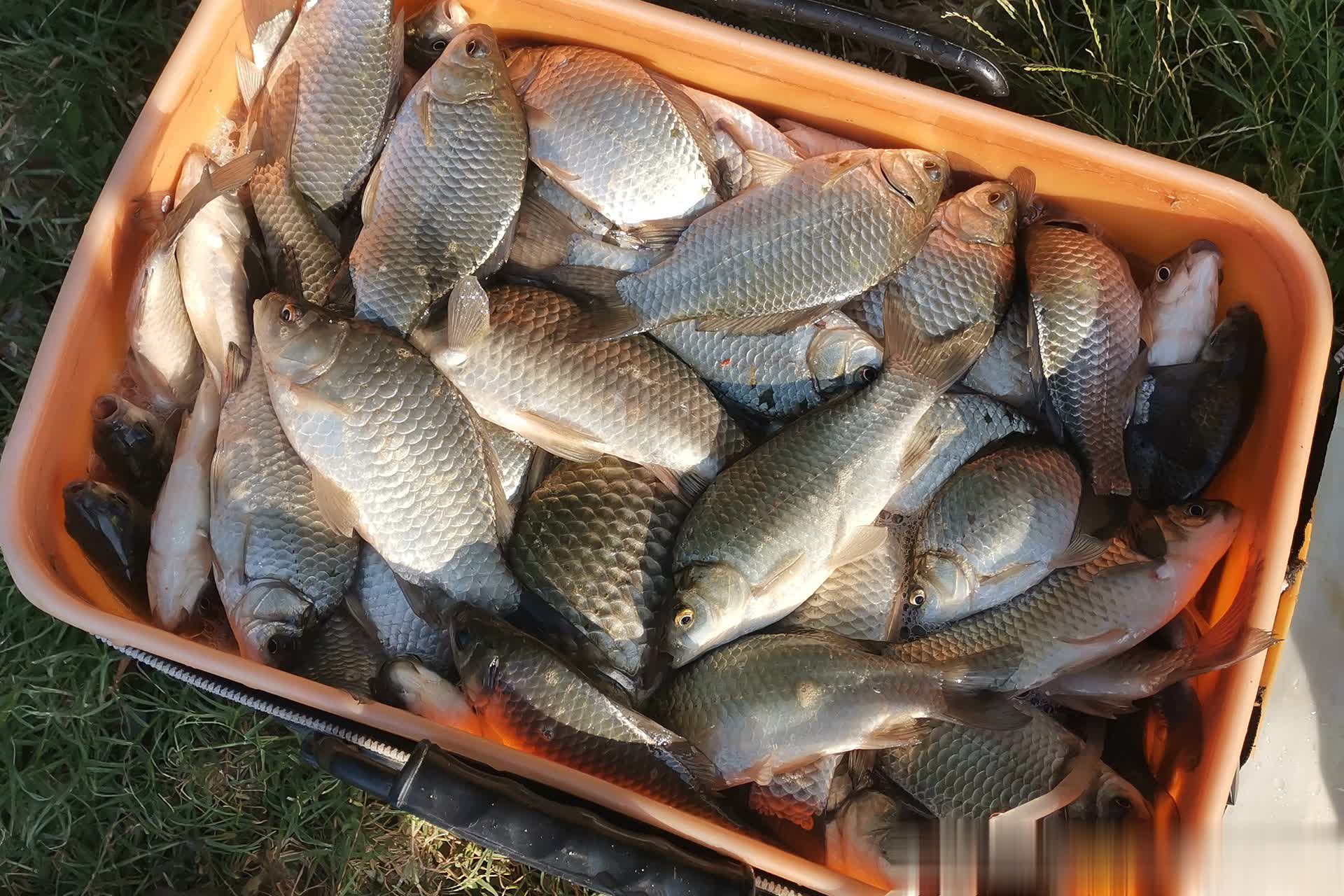 觅食, 只有在早晨, 的警惕性